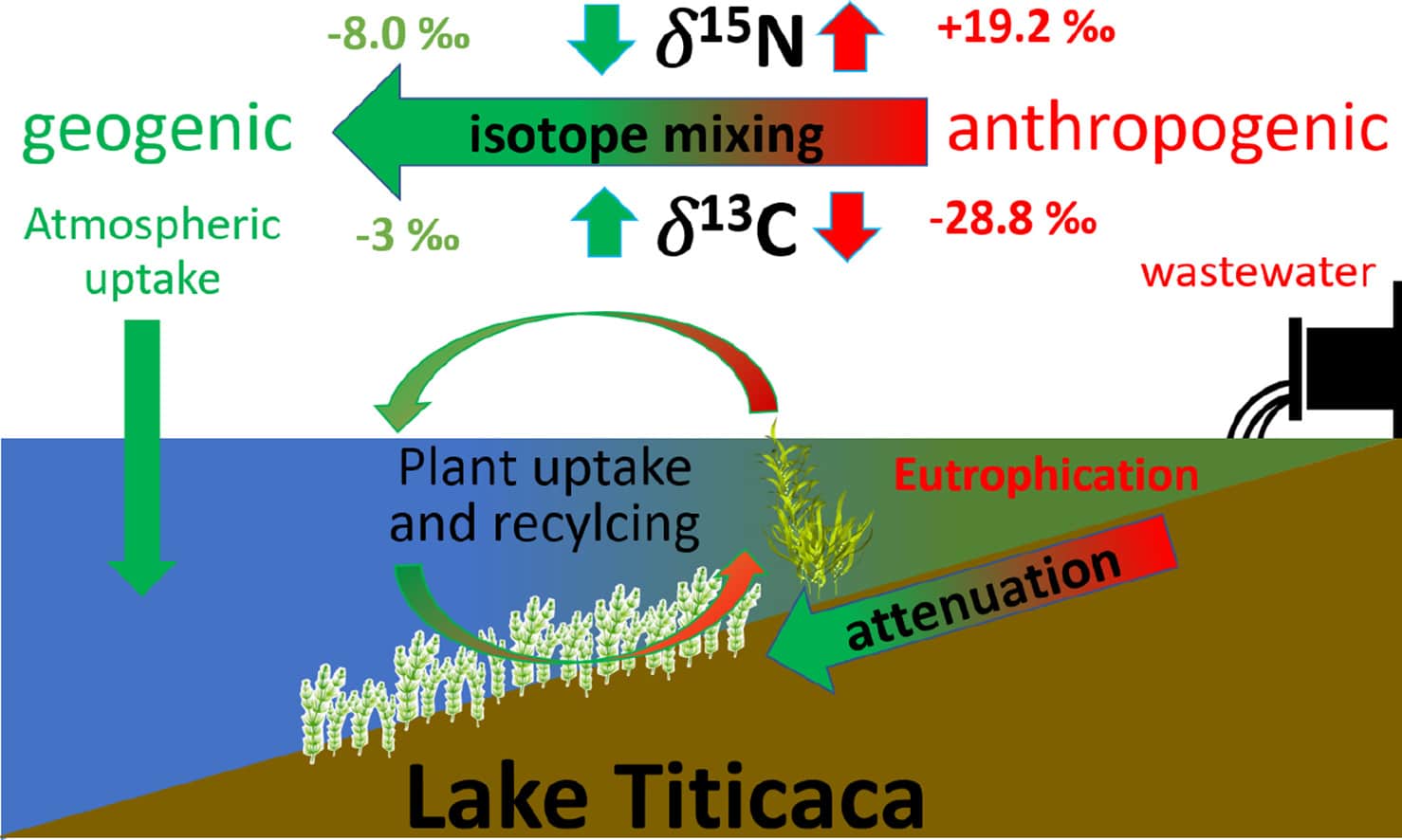Anthropogenic eutrophication of Lake Titicaca (Bolivia) revealed by carbon and nitrogen stable isotopes fingerprinting