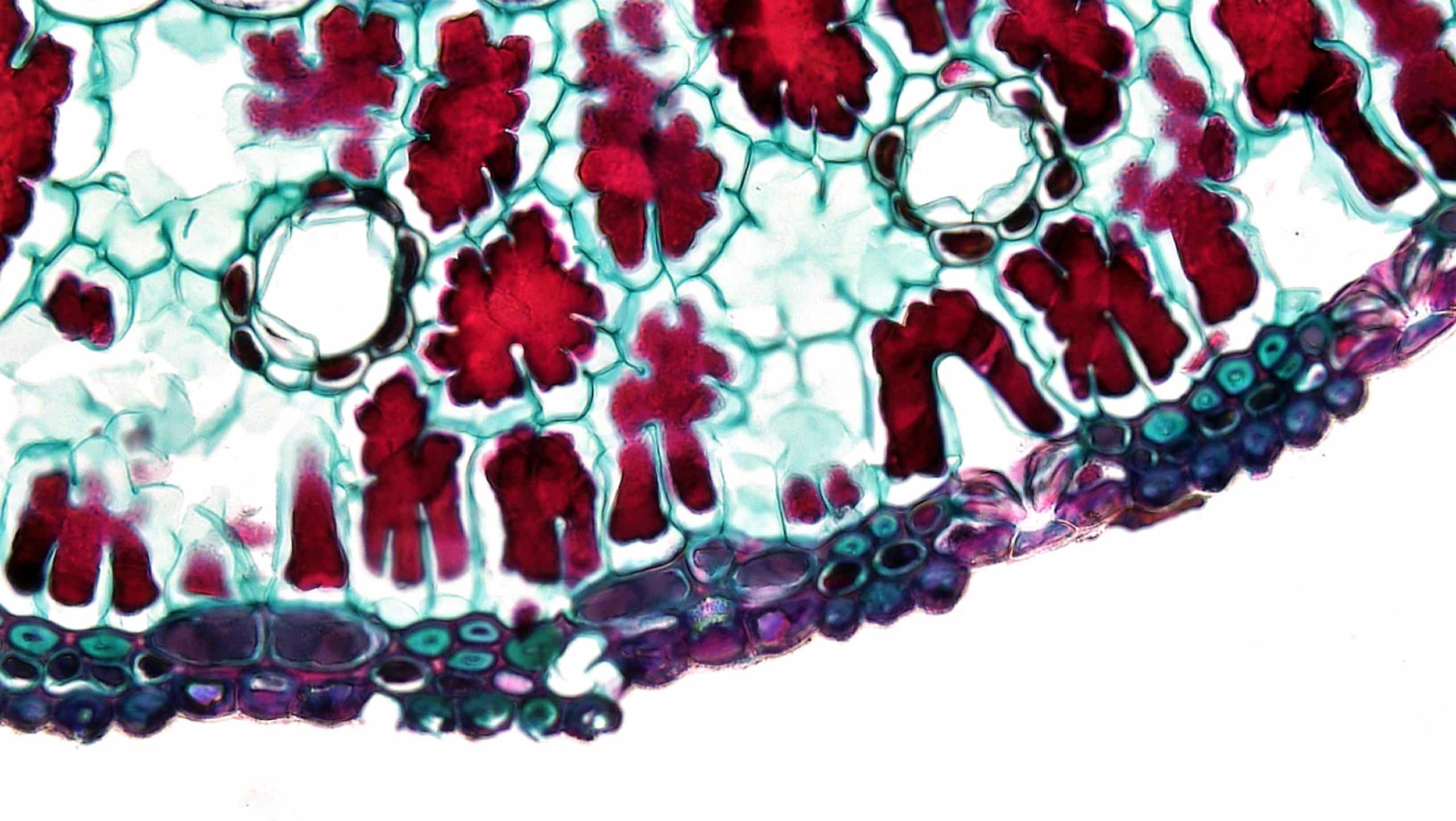 Fractionnement isotopique biologique